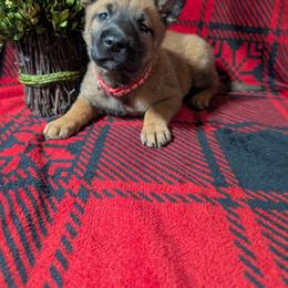 White collar female - Mahogany female Belgian Malinois puppy in Paynes Corner, Virginia from Von-Zito Belgian Malinois