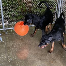 German Shepherd, Pembroke Welsh Corgi, and Rottweiler Puppies from Blitzenhaus Working Dogs