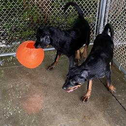 German Shepherd, Pembroke Welsh Corgi, and Rottweiler Puppies from Blitzenhaus Working Dogs