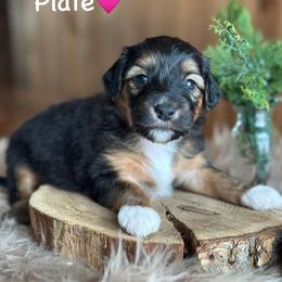 Plate - Black phantom female Aussiedoodle puppy in Lancaster, Minnesota from Finney Ranch