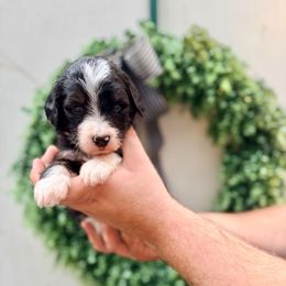 Jack - Tri-color male Bernedoodle puppy in Malvern, Arkansas from Cove Creek Companions