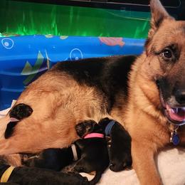 German Shepherds from Strittmater Kennels