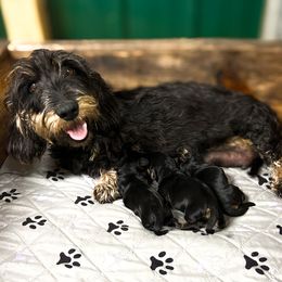 Dally - Black and tan female Dachshund puppy in Marvell, Arkansas from Hat Creek Kennel