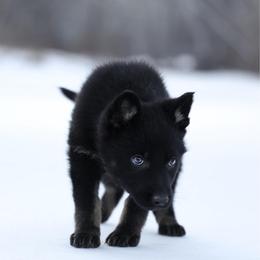 Sky - Bi-color female German Shepherd puppy in Augusta, West Virginia from Vom Haus Highlands