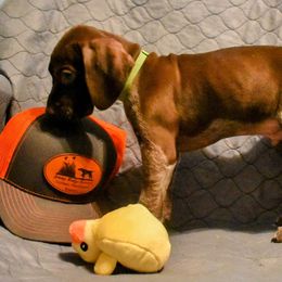 German Shorthaired Pointer Puppies from Jenny Ridge Kennels