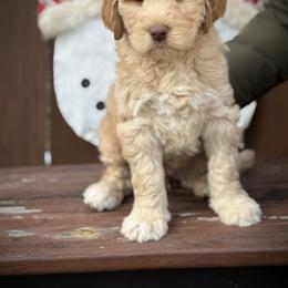 Lucky Country Juno - Caramel cream female Australian Labradoodle puppy in Wake Forest, North Carolina from Lucky Country Labradoodles