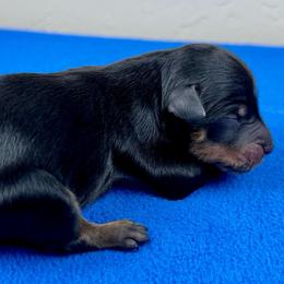 BPM2 - Black phantom male Aussiedoodle puppy in Prague, Oklahoma from Classic K9’s  Aussies & Doodles