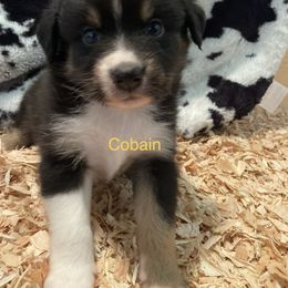 Australian Shepherd Puppies from The Joyful Australian Shepherd