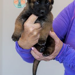 Light Pink - Fawn Belgian Malinois puppy in Fredonia, Arizona from Zion Malinois