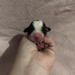 Girl 2 - Black and tan female Pembroke Welsh Corgi puppy in Brazoria, Texas from Diamond Bar H