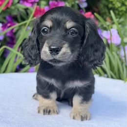 Sissy (No breeding homes allowed) prices are listed under puppy description - Black and cream female Dachshund puppy in Fayetteville, North Carolina from RRD