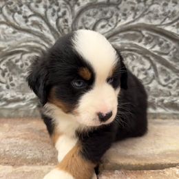 Clover - Black tri male Toy Australian Shepherd puppy in Lumberton, Mississippi from Talowah Aussies