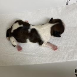 Shih Tzu Puppies from Willow Lane Shih Tzus