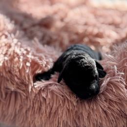 Ozzy - Black female Goldendoodle puppy in Rising Sun, Indiana from Ruby Lane Doodles