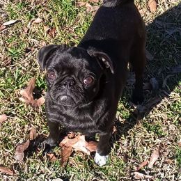 Pug All Grown Up from Little River Canyon Pugs