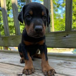 Chief - Black and rust male Doberman Pinscher puppy in Bruce Township, Michigan from Eminent Dobermans