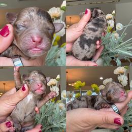 Carmel - Phantom female Poodle puppy in Yuciapa, California from AlltheDoodlez_