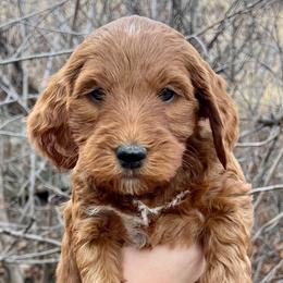 Red Female - Apricot female Goldendoodle puppy in Great Falls, Montana from Montana Goldendoodles