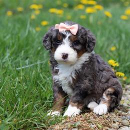 Female 5286 - Blue merle female Bernedoodle puppy in Ormond Beach, Florida from Florida Coast Doodles