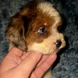 Tacori - Merle female Cavapoo puppy in Lebanon, Kentucky from Mosaic Merle Doodles