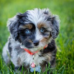 Assorted Doodle Crosses, Aussiedoodle, and Australian Shepherd Puppies from Junipersdoodles