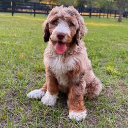 Gumbo - Chocolate merle male Bernedoodle puppy in Ocala, Florida from Prime Time Bernedoodles