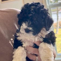 Marley - Tri-color male Bernedoodle puppy in Auburndale, Florida from Florida Mini Bernedoodles