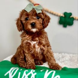 Orange - Red  female Goldendoodle puppy in Hesperia, Michigan from Red Acres Poodles & Doodles