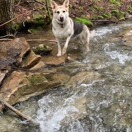 Skia - German Shepherd
