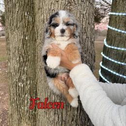 Falcon - Blue merle male Bernedoodle puppy in Mount Vernon, Missouri from PoodlelyDoodlely