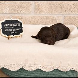 MT Nest's Annie Oakley - Chocolate female Goldendoodle puppy in Clyde, Texas from MTNest Doodles