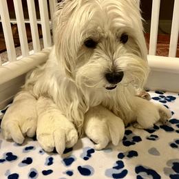 West Highland White Terrier Puppies from Judith's West Highland White Terriers