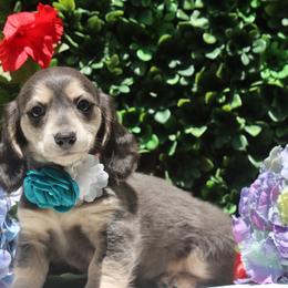 Bluebelle - Blue and tan female Dachshund puppy in Woodbine, Georgia from Walker's Minidachs