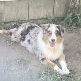 Granite - Australian Shepherd