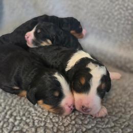 Boy 4 - Tri-color male Bernedoodle puppy in Brea, California from River Doodles