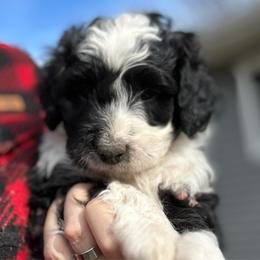 Beau - male Australian Mountain Doodle puppy in Lincoln, Nebraska from GRand Doodles