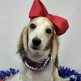 Tenille - Dachshund