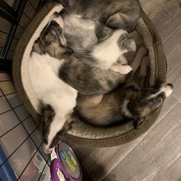 Silken Windhound Puppies from Regalant Silken Windhounds