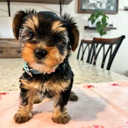 Amelia - Black and tan female Yorkshire Terrier puppy in Yuma, Arizona from Yuma Yorkie