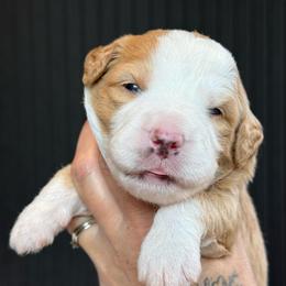 Liberty - female Australian Mountain Doodle puppy in Cortez, Colorado from Sassy Pants Pups