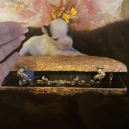 Gema - Black and white female Chihuahua puppy in Red Bluff, California from Aye Chihuahua