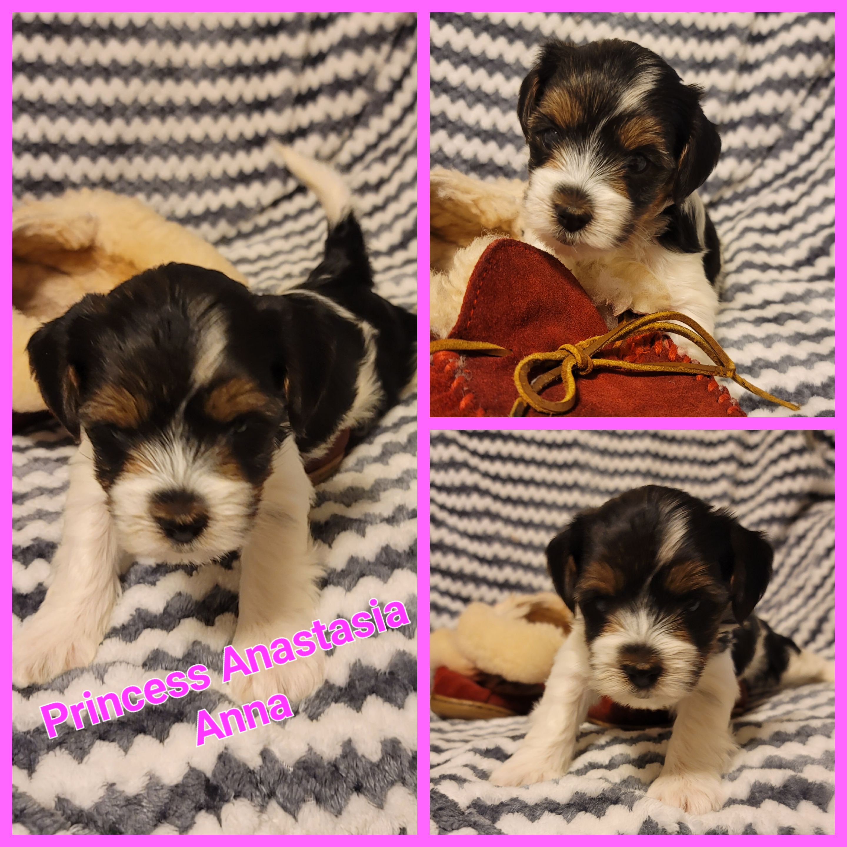 Biewer Terrier Puppies from ORBiT Ohio River Biewer Terriers