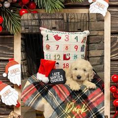 Goldendoodle Puppies from Chrissydoodles