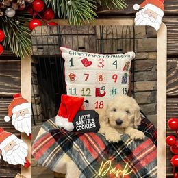 Goldendoodle Puppies from Chrissydoodles