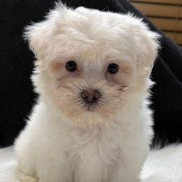 Valer - Cream male Maltipoo puppy in Lebanon, Kentucky from Mosaic Merle Doodles