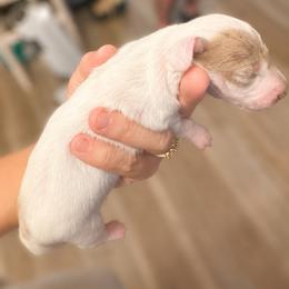 AKC Isabella dapple piebald - Dapple male Dachshund puppy in Indian Trail, North Carolina from Hilda’s Teenie Weenies