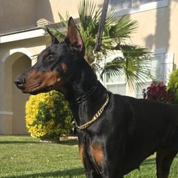 Ruby - Doberman Pinscher