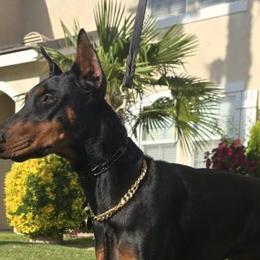 Ruby - Doberman Pinscher