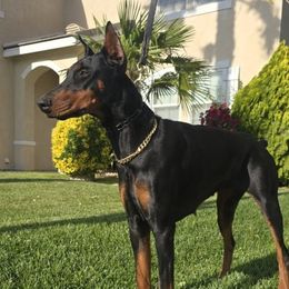 Ruby - Doberman Pinscher