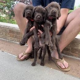 Pudelpointer Puppies from Rebel Point Pudelpointers